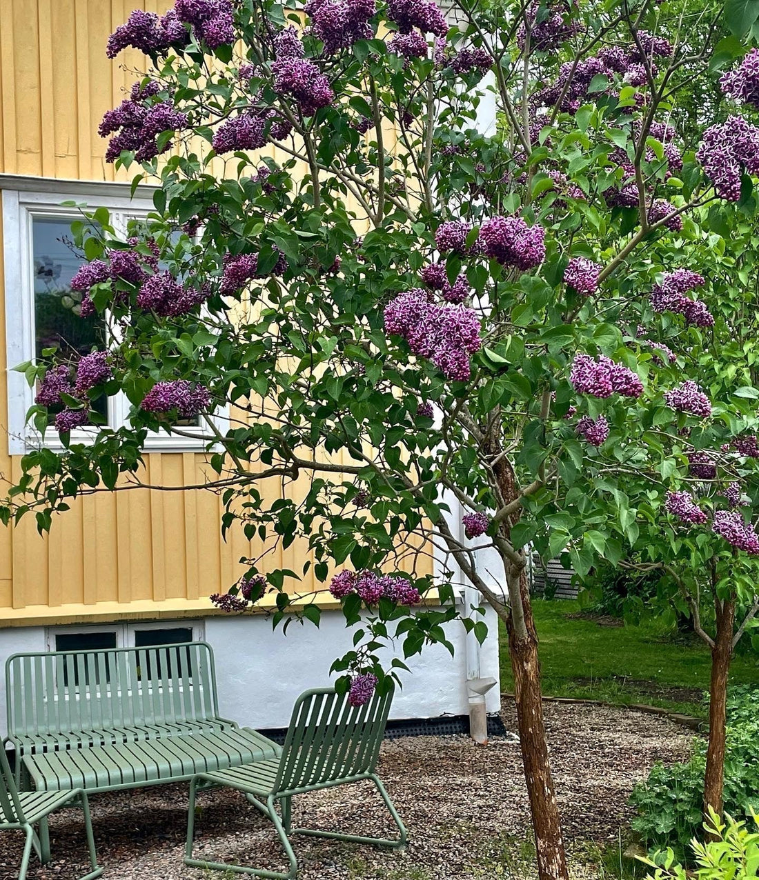 Syrenér i Karolina Palmérs trädgård i Kungsbacka